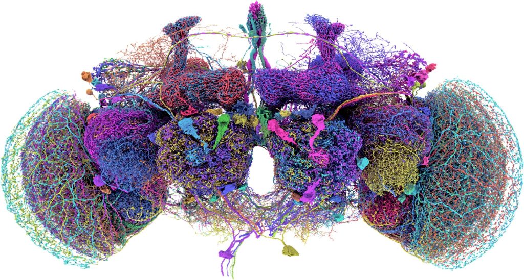 Fruit Fly Connectome